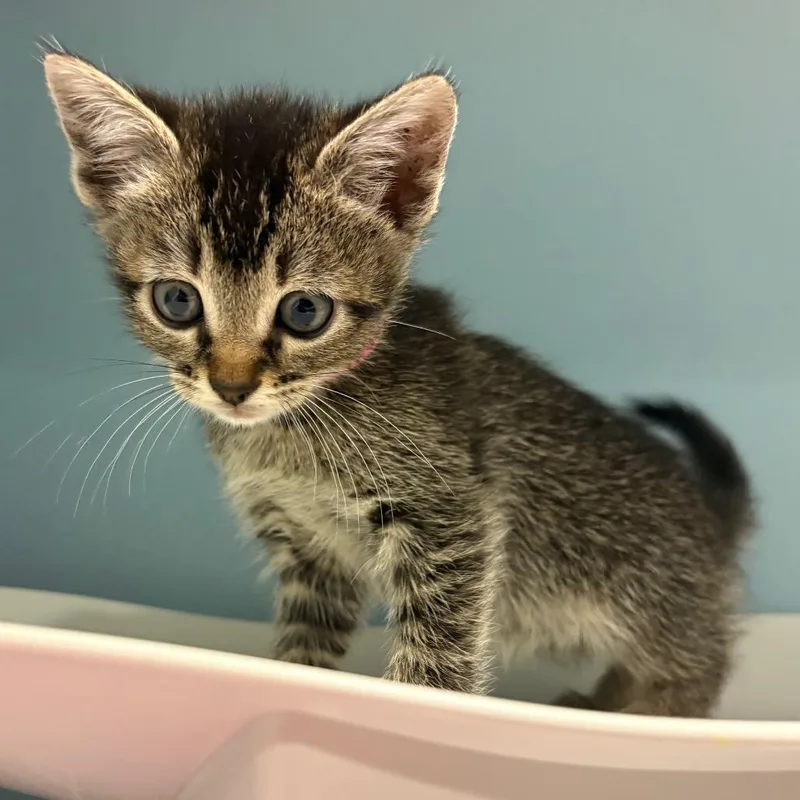 A baby small-sized female Buff / Tan / Fawn Domestic Short Hair cat named Steak Gorgonzola for adoption in Chattanooga, TN
