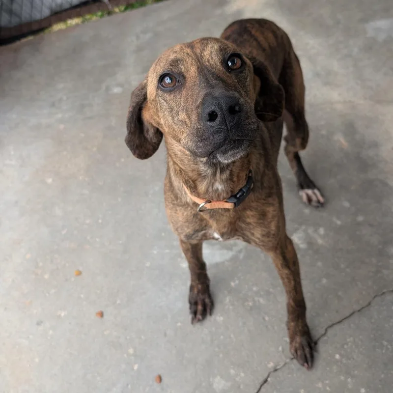 A young medium-sized male Brown / Chocolate Hound dog named Koda for adoption in Jefferson city, TN