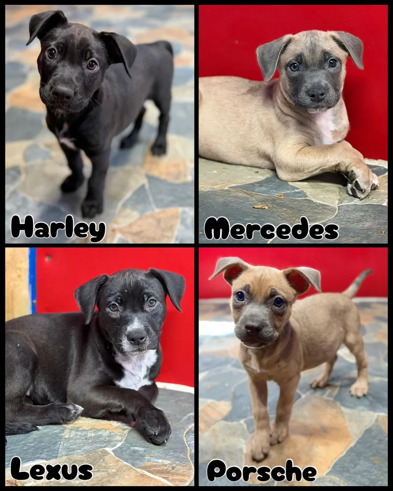 A young medium-sized female American Staffordshire Terrier dog named Sable's Litter for adoption in Glendale, AZ
