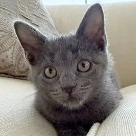 A baby small-sized female Domestic Short Hair cat named Eve for adoption in Wheaton, IL