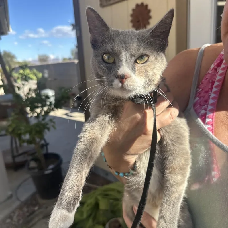 A young small-sized female Calico Domestic Short Hair cat named Oasis for adoption in Las Vegas, NV