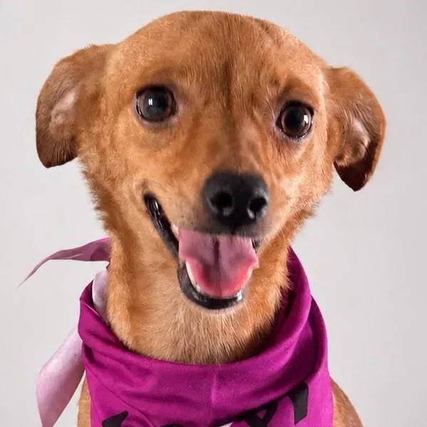 A young small-sized female Golden Chihuahua dog named Anubis for adoption in New York, NY