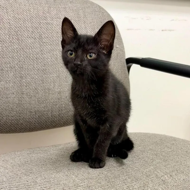 A baby small-sized female Black Domestic Short Hair cat named Aurora for adoption in South Bend, IN