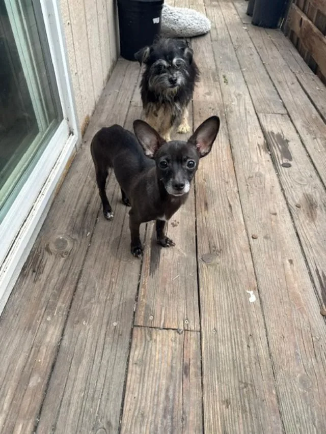 An adult small-sized female Chihuahua dog named Nana for adoption in Los Angeles, CA