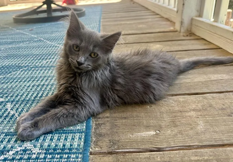A baby medium-sized male Domestic Medium Hair cat named Gabe for adoption in Youngsville, NC