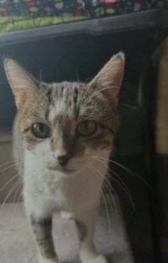 An adult medium-sized female Domestic Short Hair cat named Opal for adoption in O'Fallon, MO