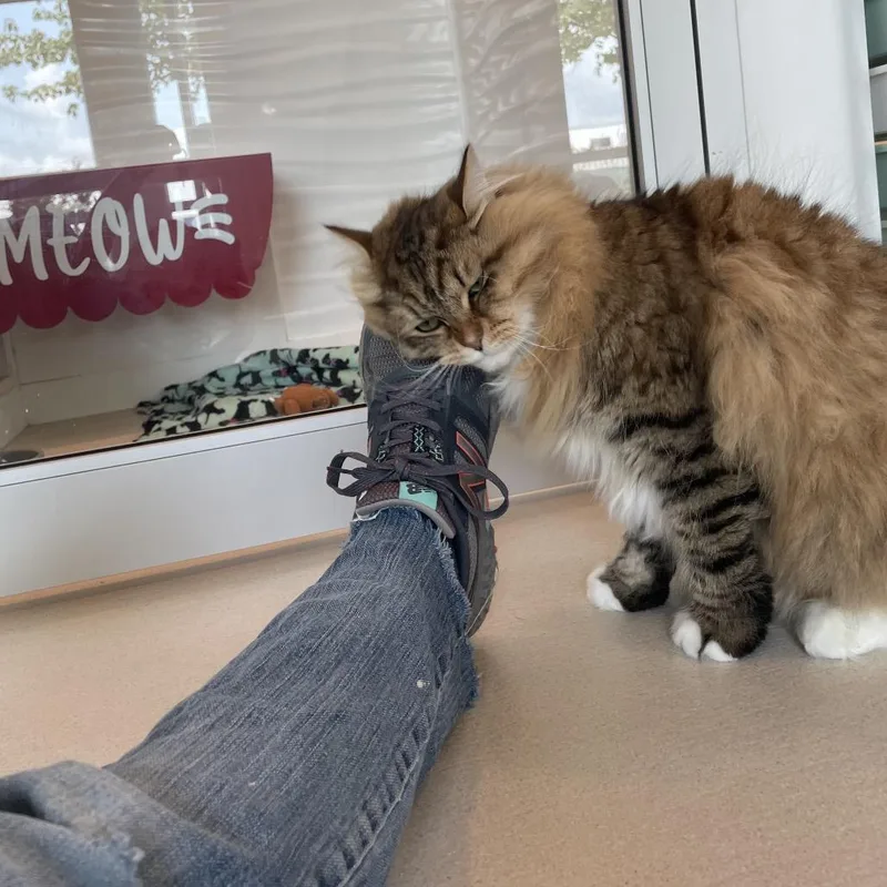 A young large-sized male Brown / Chocolate Siberian cat named Hobbes for adoption in Warwick, RI