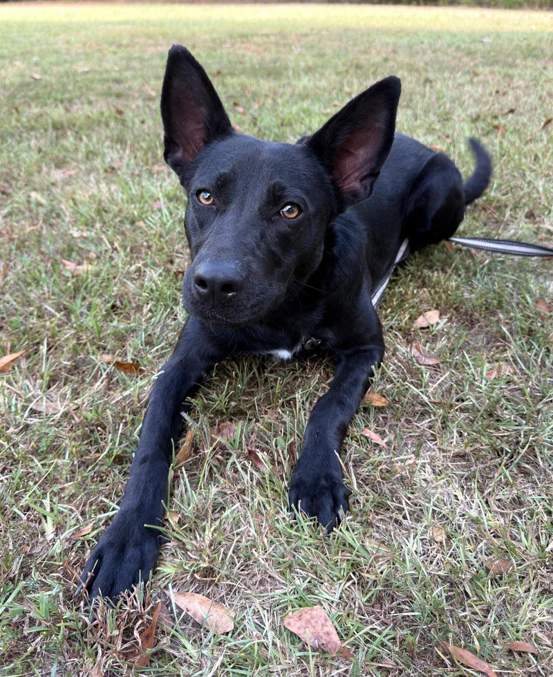 A young large-sized female German Shepherd Dog dog named Gummie Bear for adoption in Attalla, AL