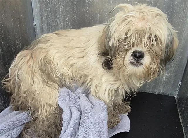 An adult small-sized male Shih Tzu dog named Woody for adoption in San Antonio, TX