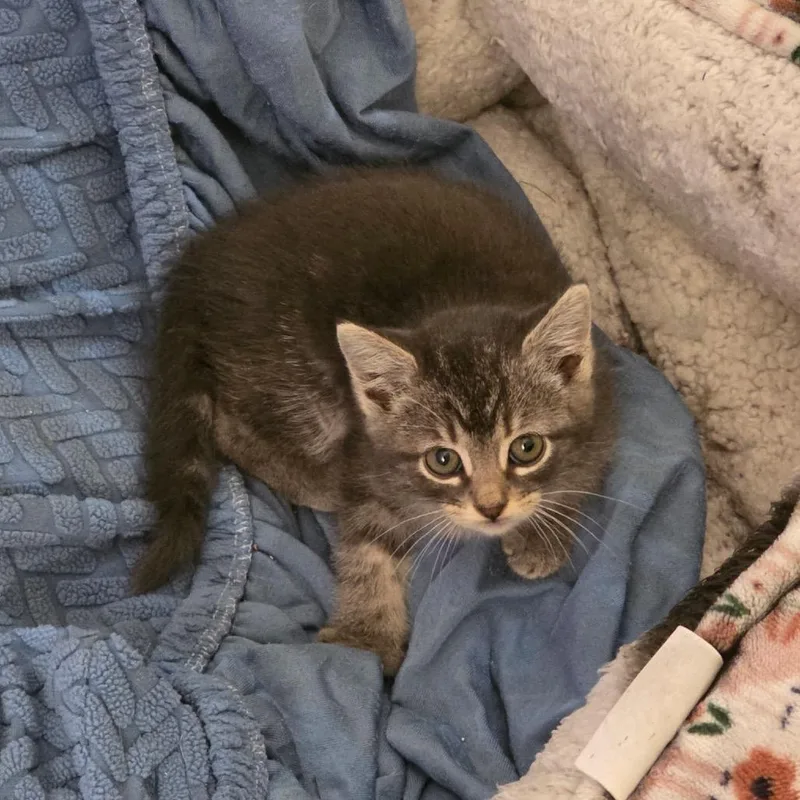 A baby small-sized female Gray / Blue / Silver Domestic Short Hair cat named Faith for adoption in Houston, TX