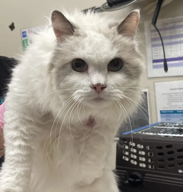 A senior medium-sized male Ragdoll cat named Rickie for adoption in San Diego, CA