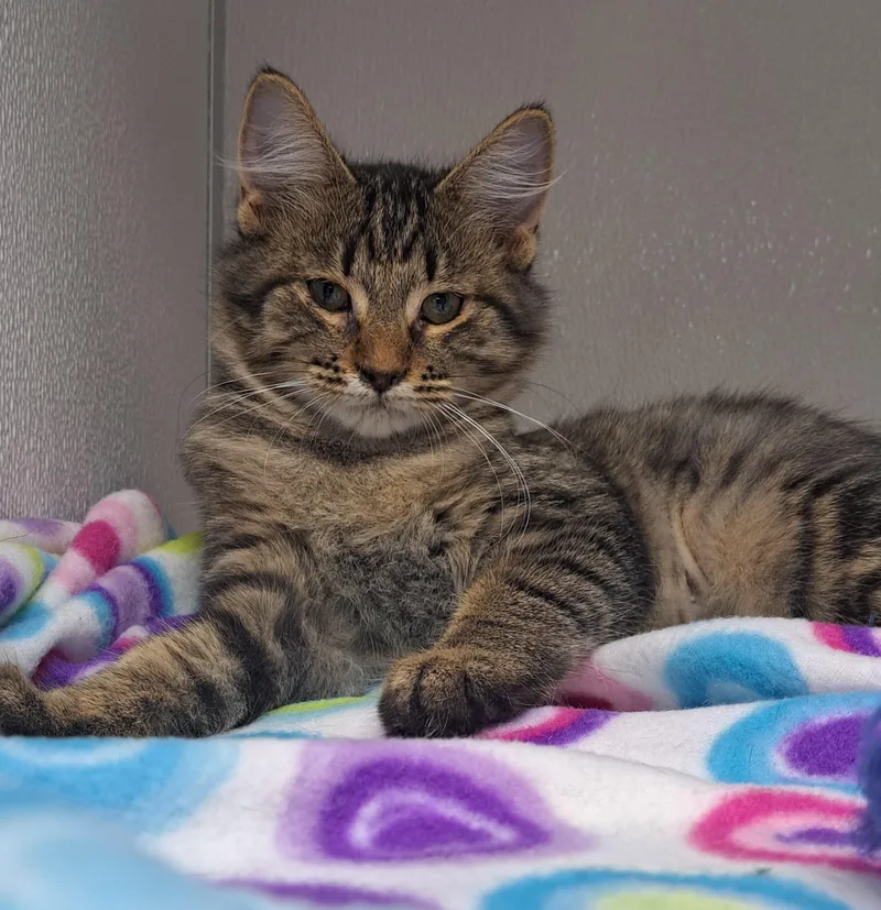 A young medium-sized female Domestic Medium Hair cat named Kyra for adoption in Manning, SC