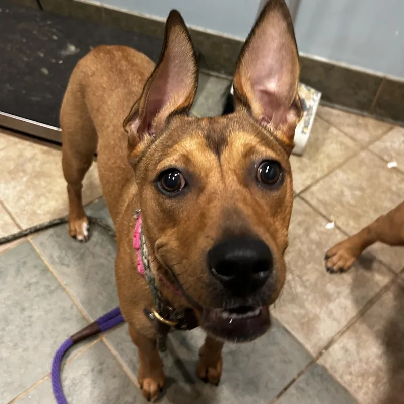 A young medium-sized female Yellow / Tan / Blond / Fawn Mixed Breed dog named Suki for adoption in Chattanooga, TN