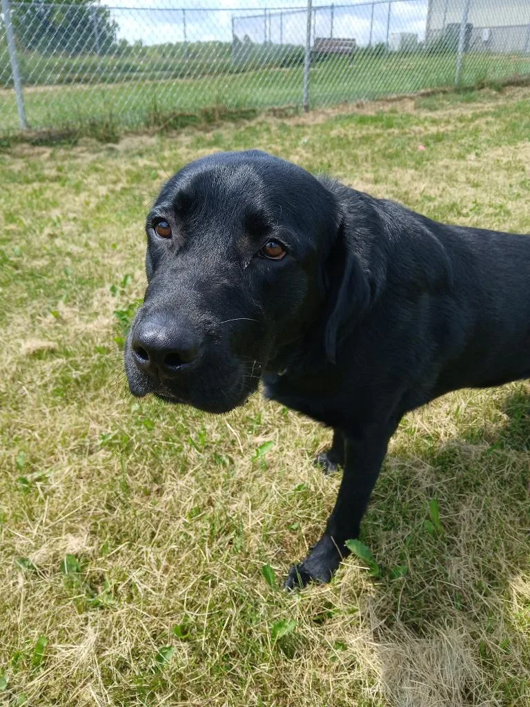 A young large-sized male Black Labrador Retriever dog named Bear for adoption in Ladysmith, WI