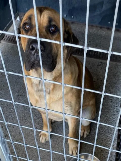 An adult large-sized male Mastiff dog named Herc for adoption in Woodland, CA