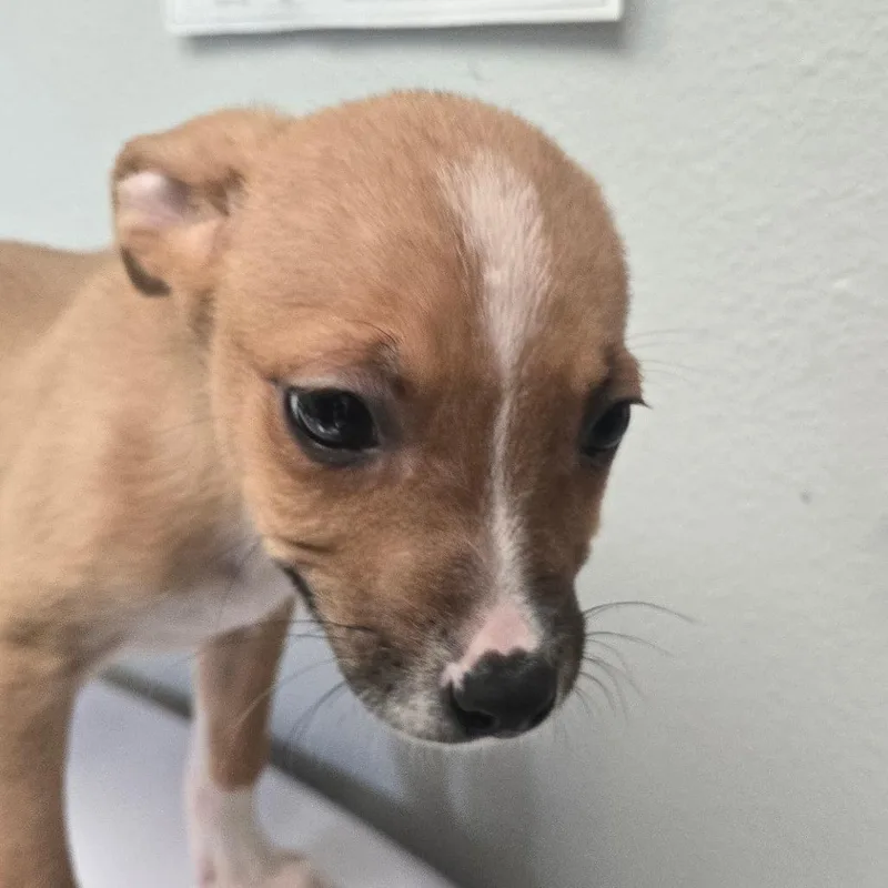 A baby small-sized male Brown / Chocolate Terrier dog named Yondu for adoption in San Jacinto, CA