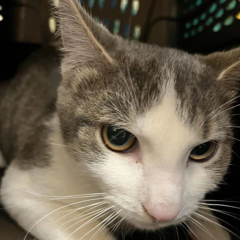 A young medium-sized male Gray / Blue / Silver Domestic Short Hair cat named Bob for adoption in Springfield, MA