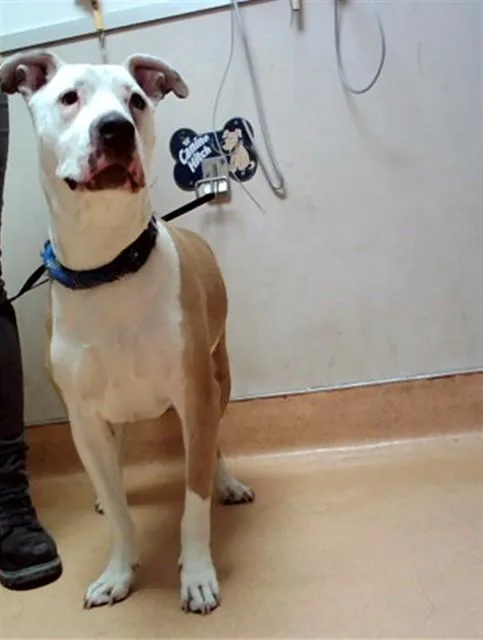 An adult large-sized male Pit Bull Terrier dog named Raider for adoption in Martinez, CA