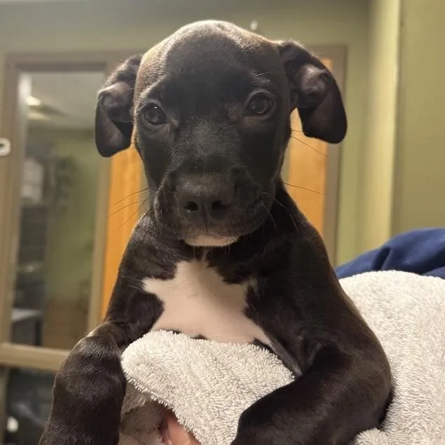 A baby small-sized male Black American Staffordshire Terrier dog named Wacko for adoption in Baltimore, MD