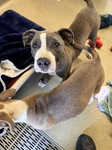 Max