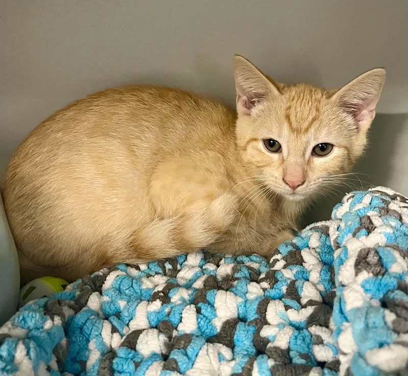 A young medium-sized male Domestic Short Hair cat named Major for adoption in Moundsville, WV
