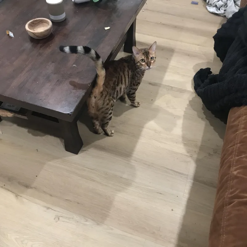A young medium-sized male Brown / Chocolate Bengal cat named Chester for adoption in Berkeley, CA