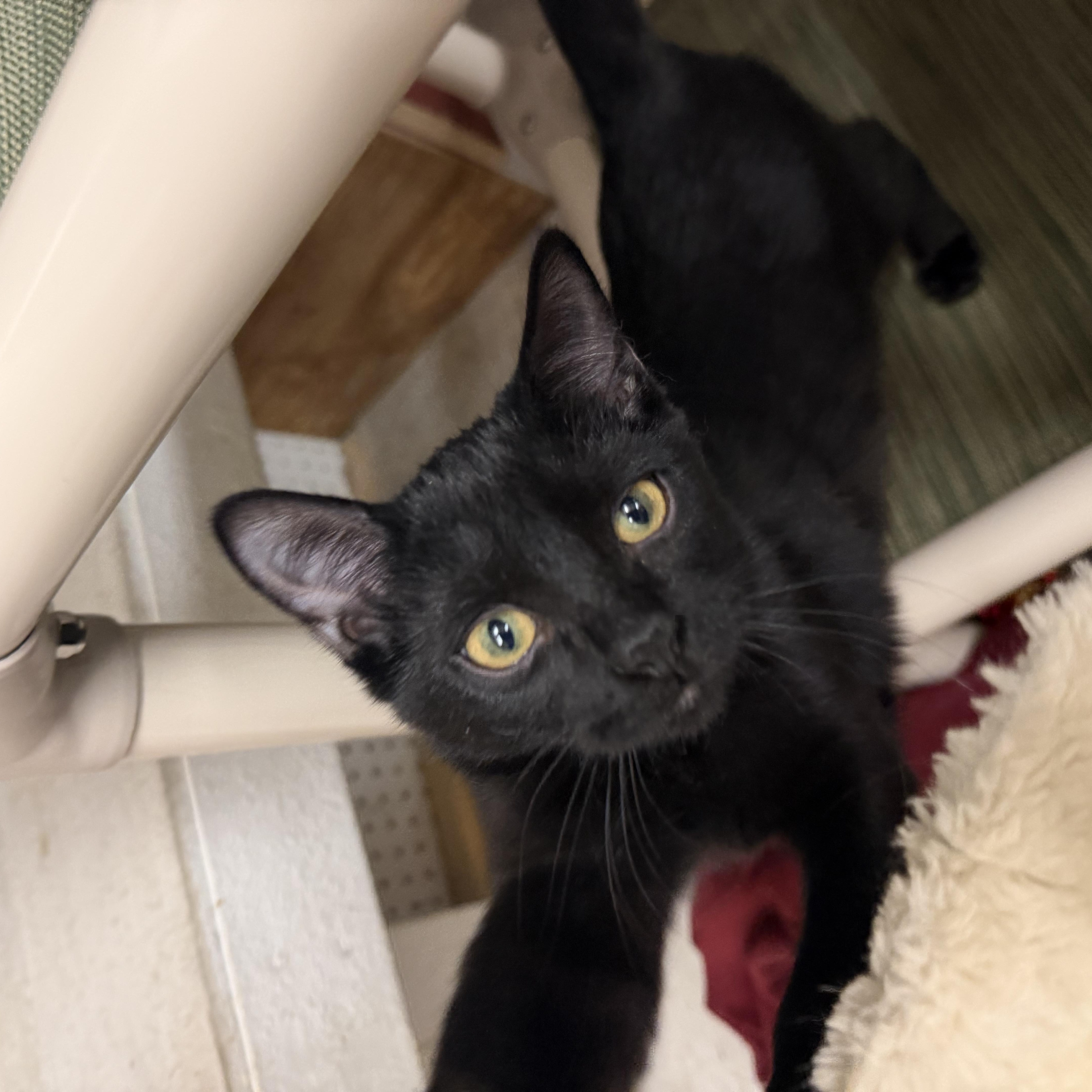 A baby small-sized female Black Domestic Short Hair cat named Murple for adoption in Mauston, WI