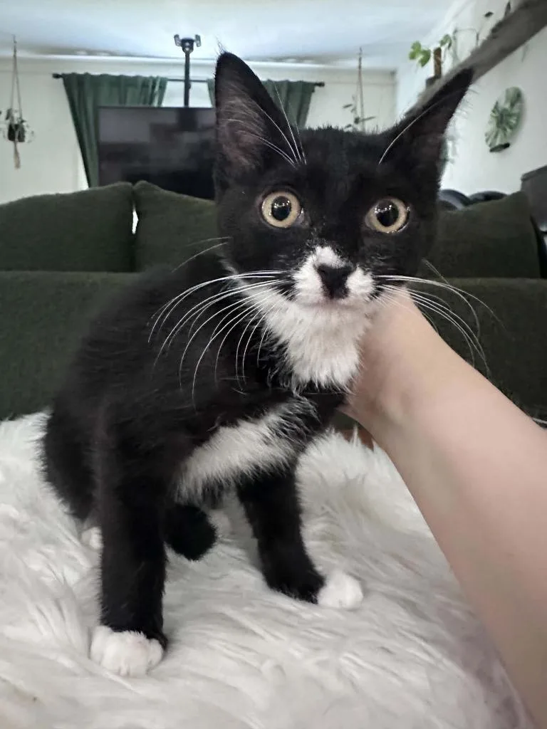 A baby small-sized female Domestic Short Hair cat named Bigote for adoption in Augusta, GA