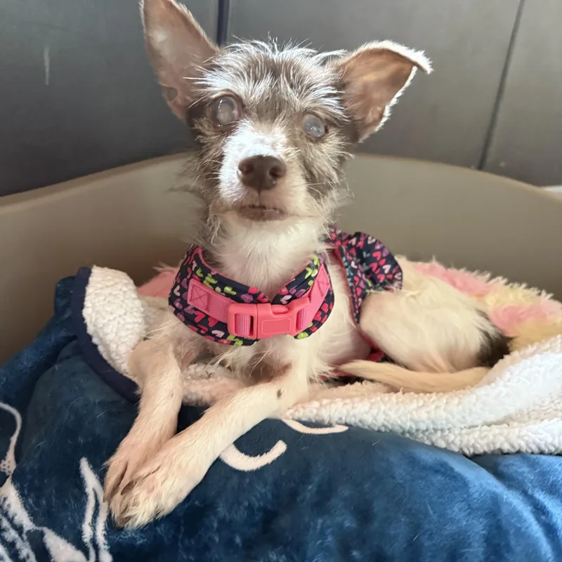 A senior small-sized female Brown / Chocolate Wire Fox Terrier dog named Chloe for adoption in Foster, RI