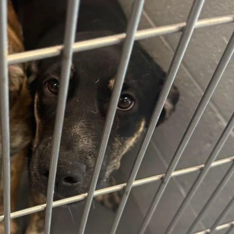 An adult medium-sized female Black Shepherd dog named Ava for adoption in Kingman, AZ