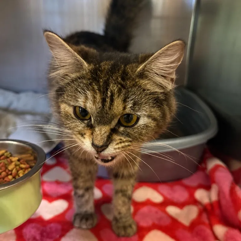 A young medium-sized female Gray / Blue / Silver Domestic Medium Hair cat named Lucy for adoption in Corinth, MS