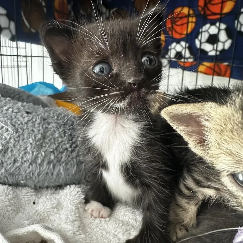 A young medium-sized male Black & White / Tuxedo Domestic Short Hair cat named Mouse for adoption in miami, FL