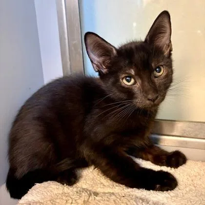 A baby small-sized male Domestic Short Hair cat named Sokka for adoption in West Chester, PA