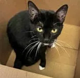 A young medium-sized female Black Domestic Short Hair cat named Juniper for adoption in Portsmouth, OH