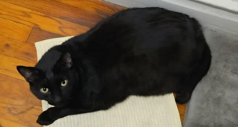 An adult large-sized male Black Domestic Short Hair cat named Midnight for adoption in Bayonne, NJ