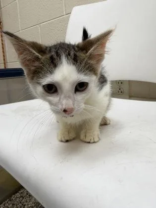 A baby small-sized male Domestic Short Hair cat named Brioche for adoption in Westland, MI