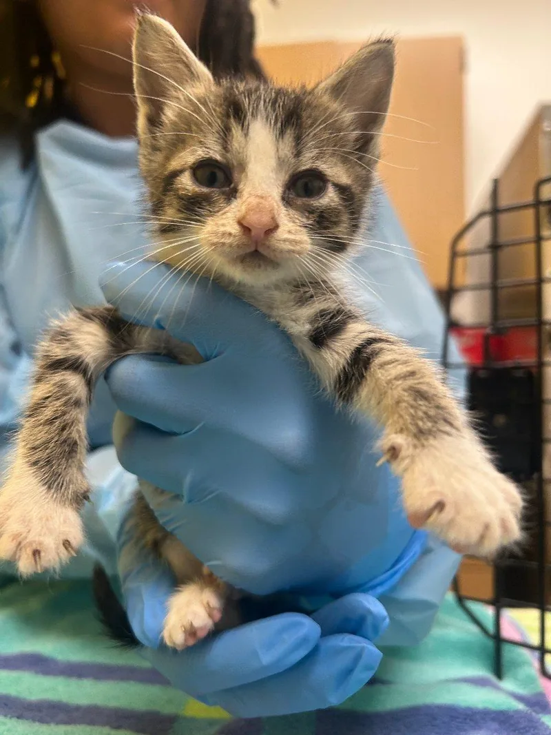 A baby small-sized female Tabby (Brown / Chocolate) Domestic Short Hair cat named Maia for adoption in Raleigh, NC