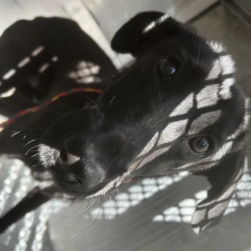 Slinky Girl thumbnail 2