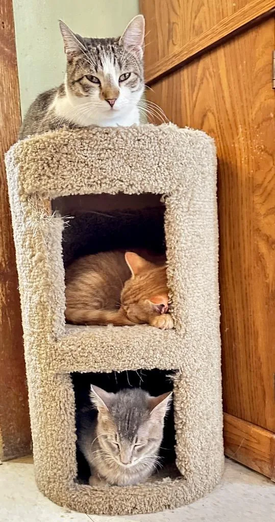 A baby medium-sized male Domestic Short Hair cat named Caesar for adoption in Rice Lake, WI