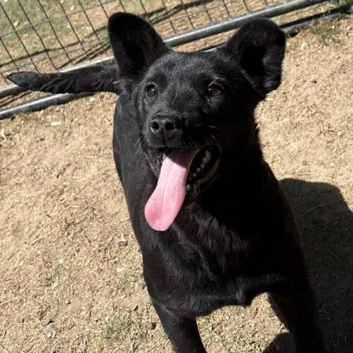 Doughnut thumbnail 2