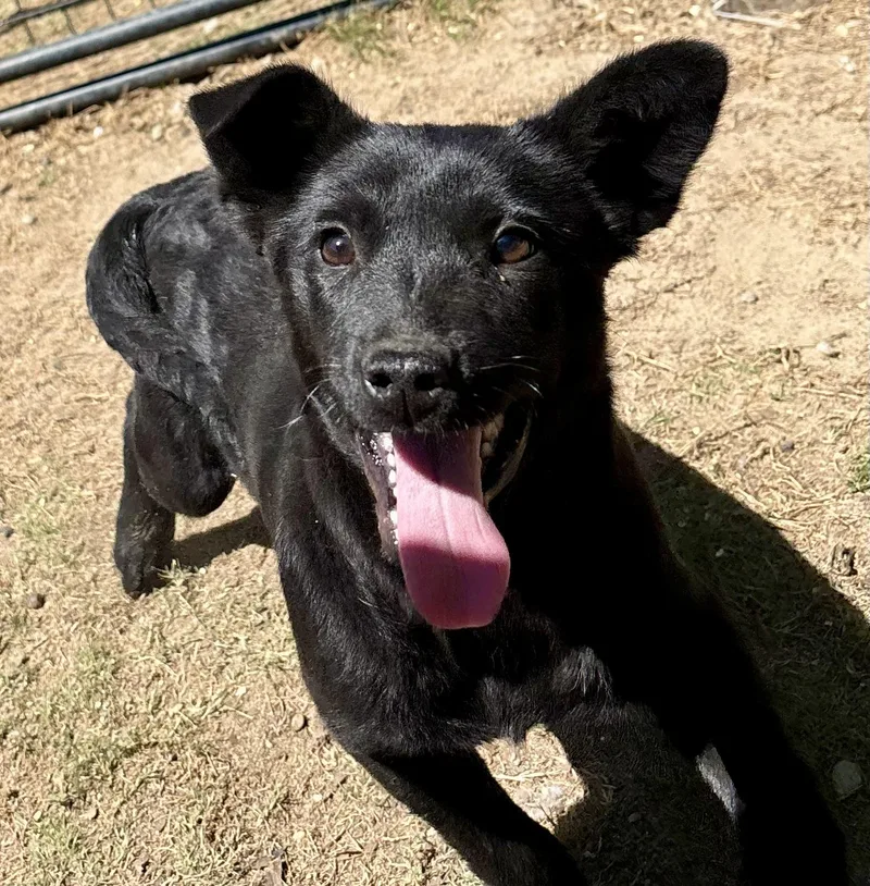 Doughnut thumbnail 4