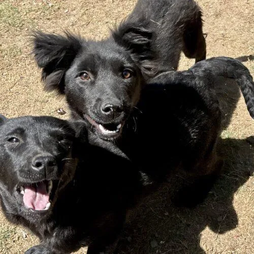 Doughnut thumbnail 6