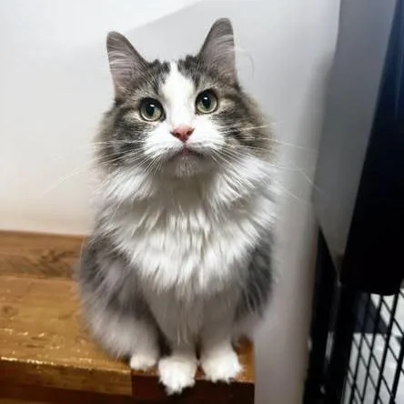 An adult small-sized female White Domestic Long Hair cat named Babs for adoption in Monticello, IL