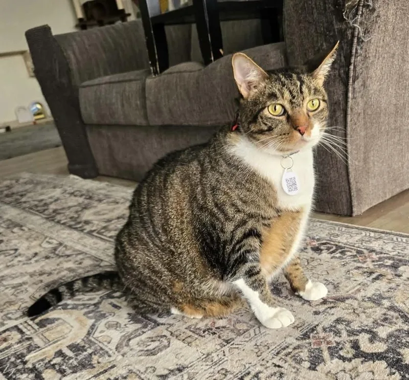 An adult large-sized male Domestic Short Hair cat named Goodie for adoption in tucson, AZ