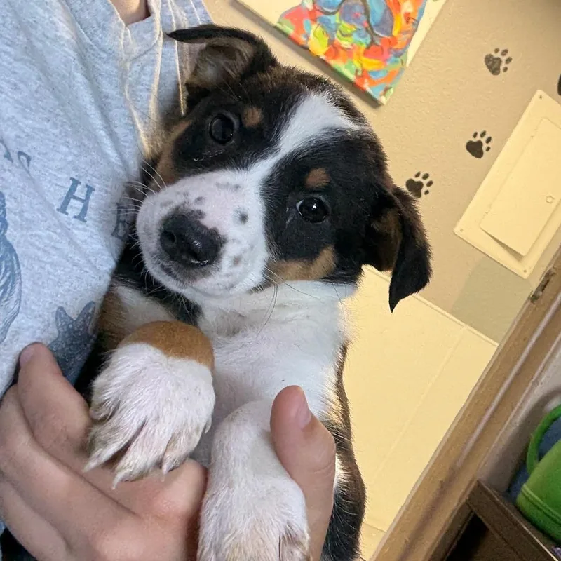A baby medium-sized female Black Cattle Dog dog named Juno for adoption in Casa Grande, AZ