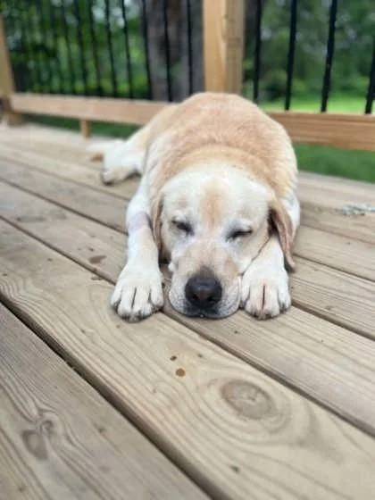 An adult large-sized male Labrador Retriever dog named Marvin for adoption in Malvern, PA