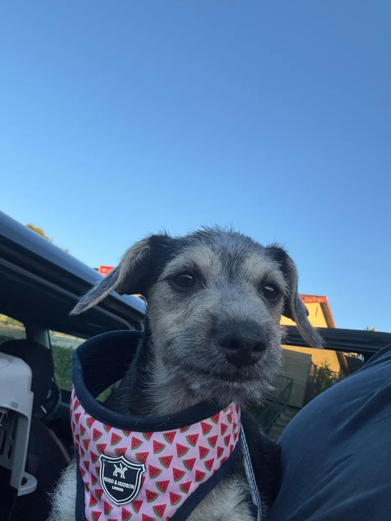A baby small-sized female Gray / Blue / Silver Miniature Schnauzer dog named Annie for adoption in San Rafael, CA