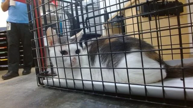 A baby small-sized female Domestic Short Hair cat named Mimosa for adoption in Miami, FL