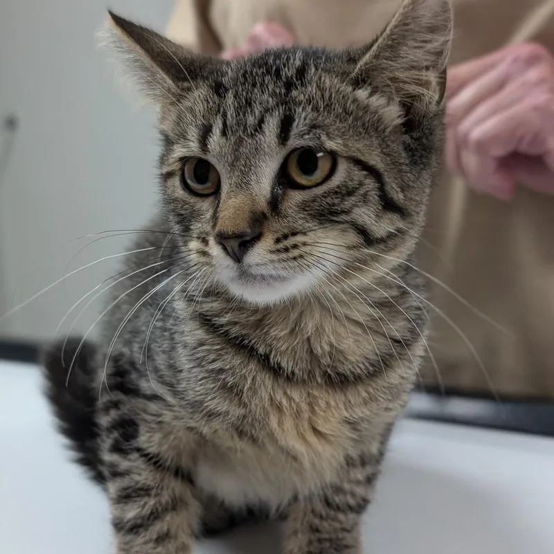 A baby small-sized male Brown / Chocolate Domestic Short Hair cat named Percy for adoption in Canton, IL