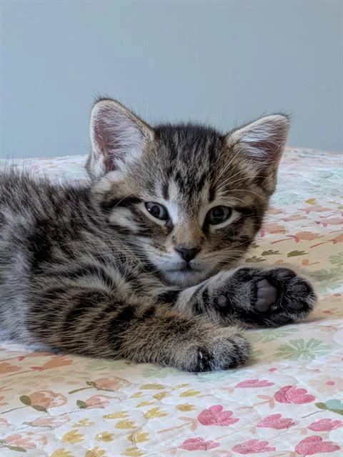 A baby small-sized male Domestic Short Hair cat named Bumblebee for adoption in Omaha, NE